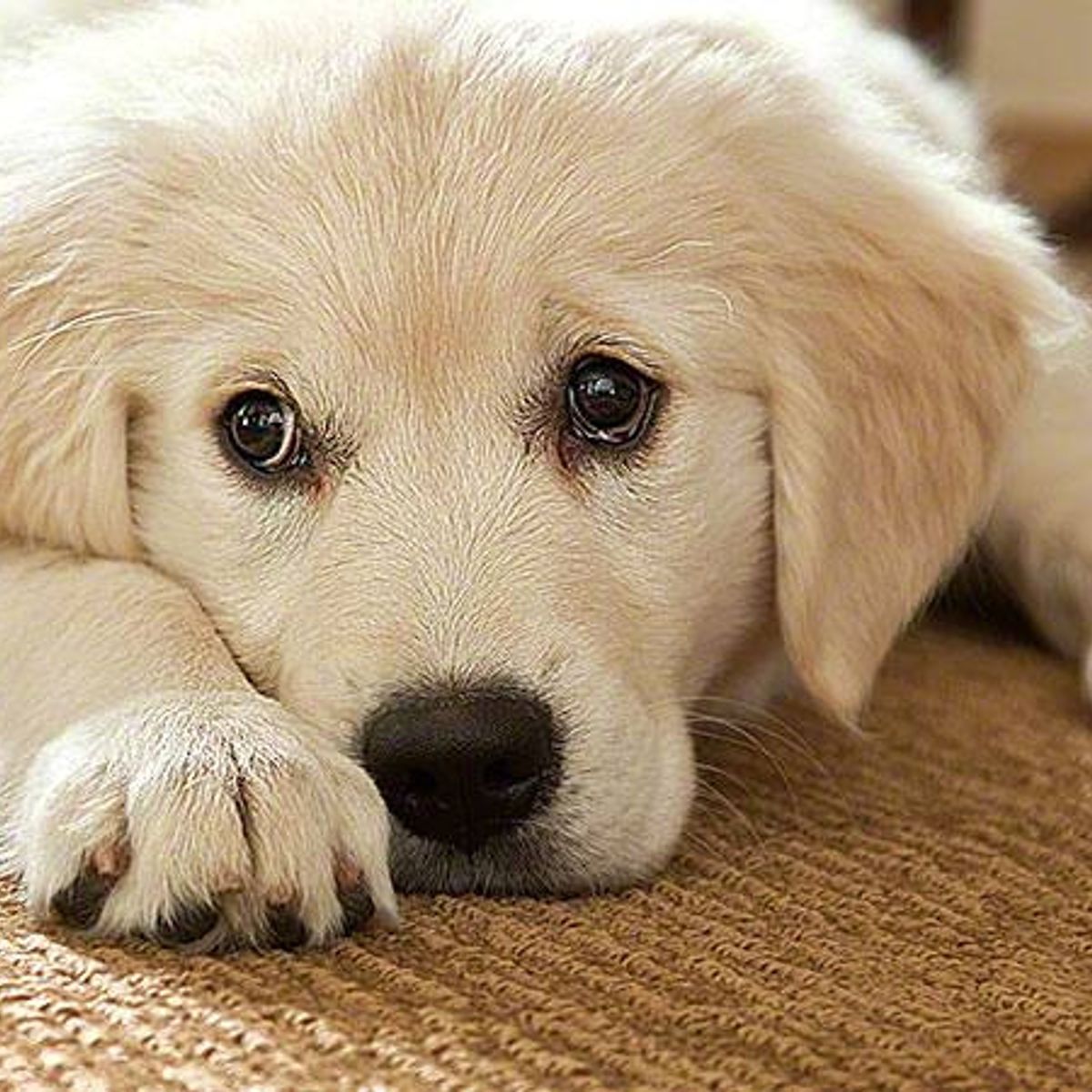 Carpet Warranties Shaw Floors