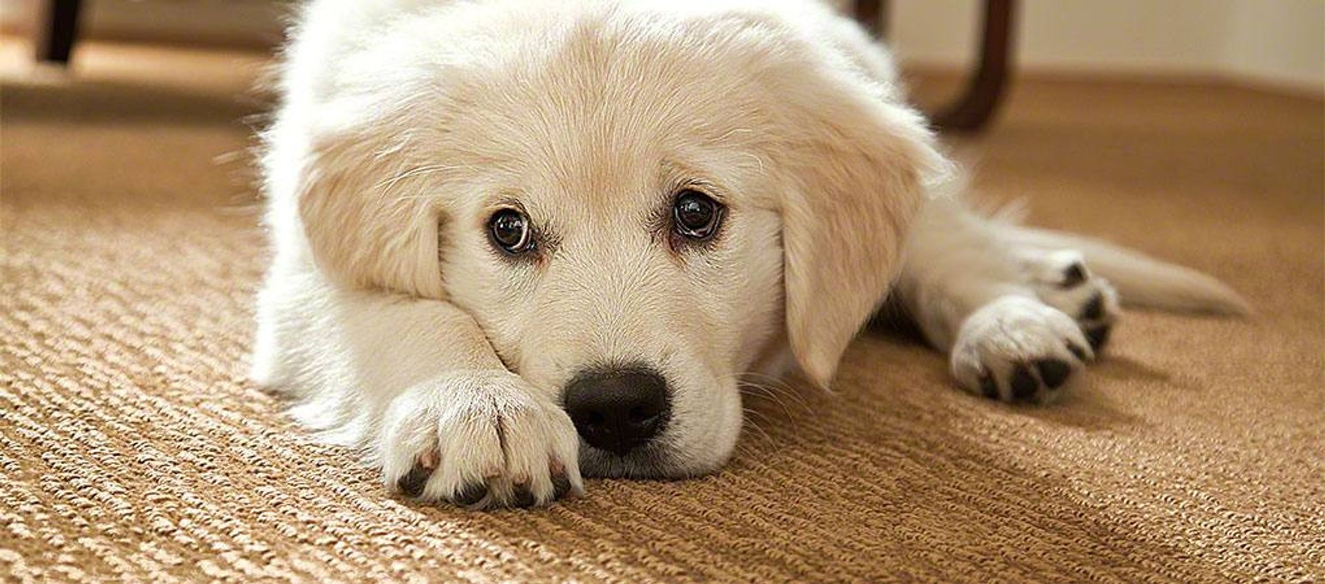 Carpet Warranties Shaw Floors