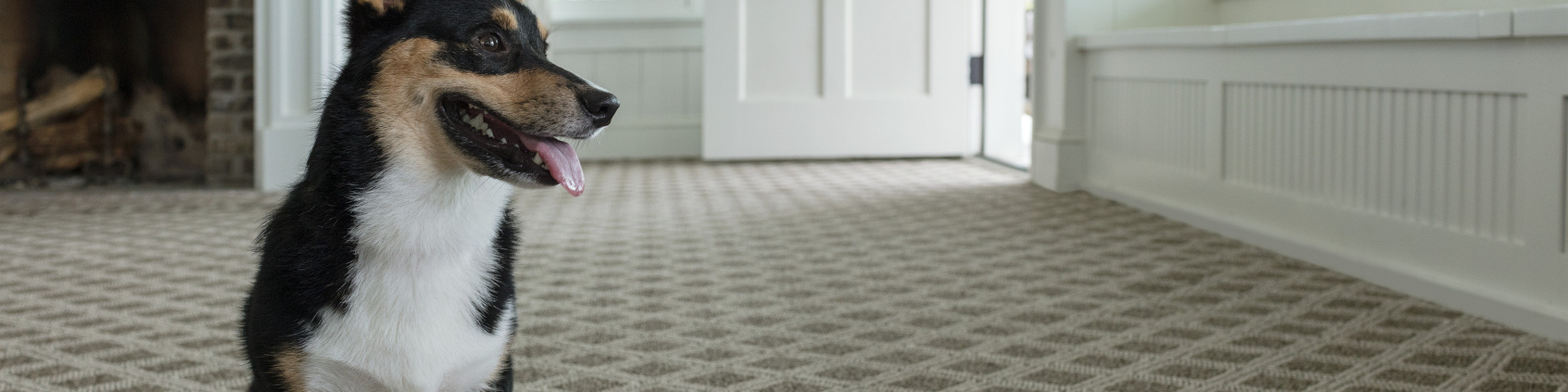 Anderson Tuftex Carpet, Unleased Scout, Living Room With Dog