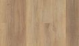 canterbury elm