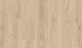 shoreline maple
