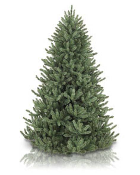Canadian Blue Green Spruce Main Image