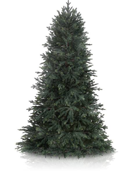 Norway Spruce Main Image