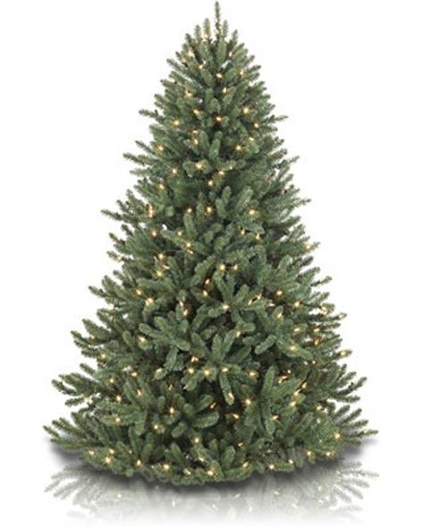 Canadian Blue Green Spruce Main