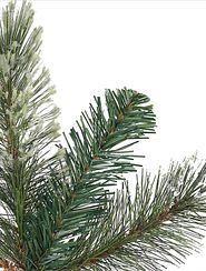 Nahaufnahme von Kiefernnadeln eines Weihnachtsbaums