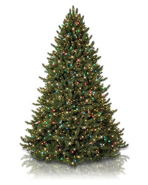 Vermont White Spruce Flip Tree - child-1