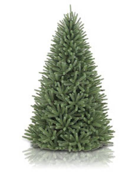 Royal Blue Spruce Main Image