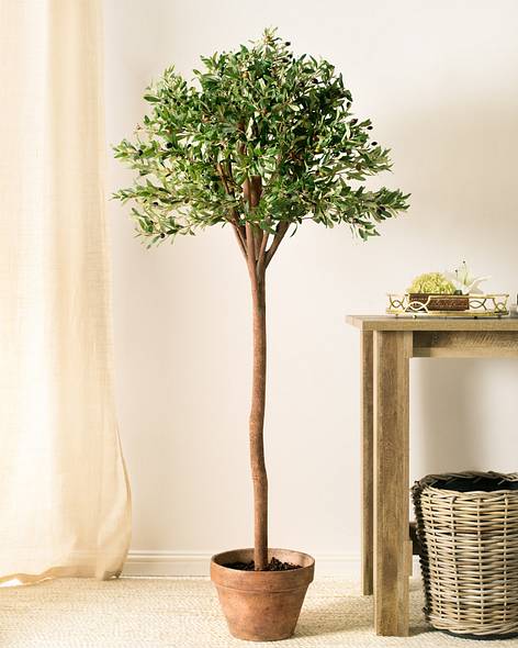 Olive Tree
