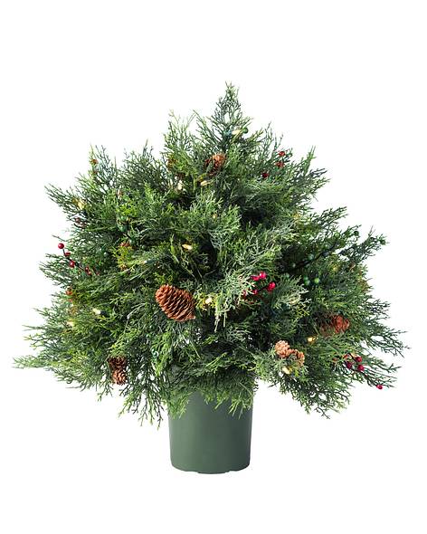 BEACON HILL OUTDOOR CYPRESS ALT