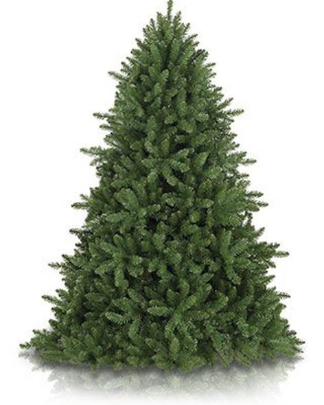 Vancouver Spruce Main Image
