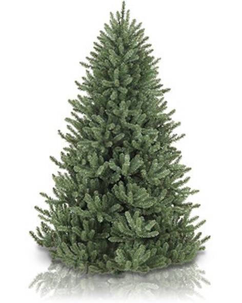 Canadian Blue Green Spruce Main Image