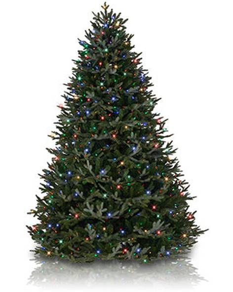 BH Fraser Fir Main Image