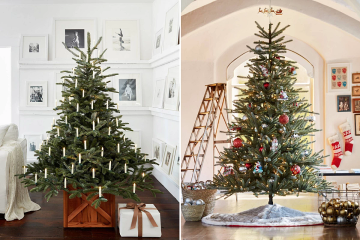 European Fir tree with candle-designed baubles and the Weymouth Spruce tree with red and silver décor
