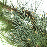 Aurora Pine Foliage
PDP Foliage