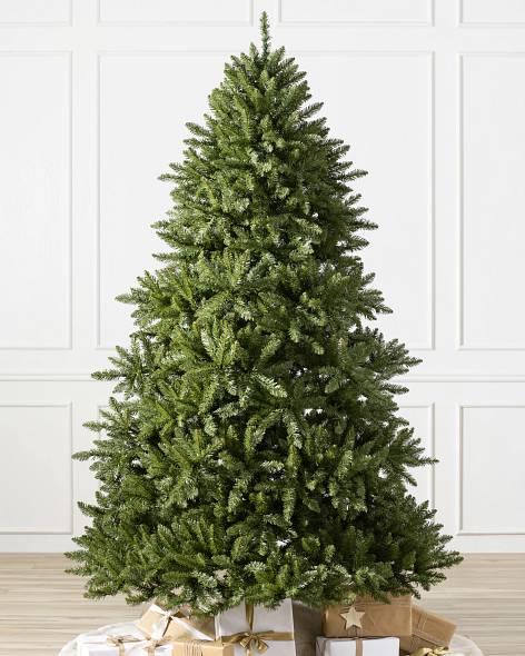 Vancouver Spruce Main Image