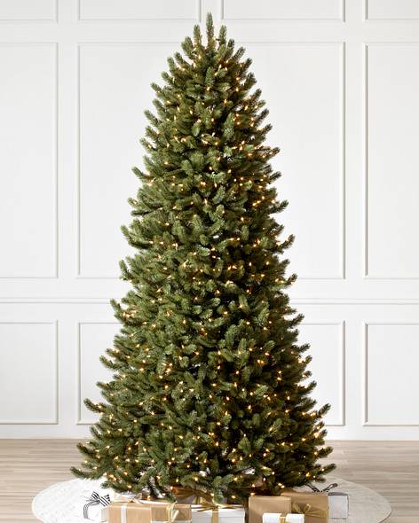 Vermont White Spruce Narrow-11