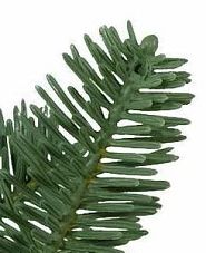 True Needle foliage of Balsam Hill BH Balsam Fir