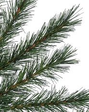 close-up of Christmas tree pine needles