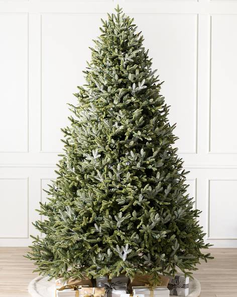 BH Fraser Fir Main Image