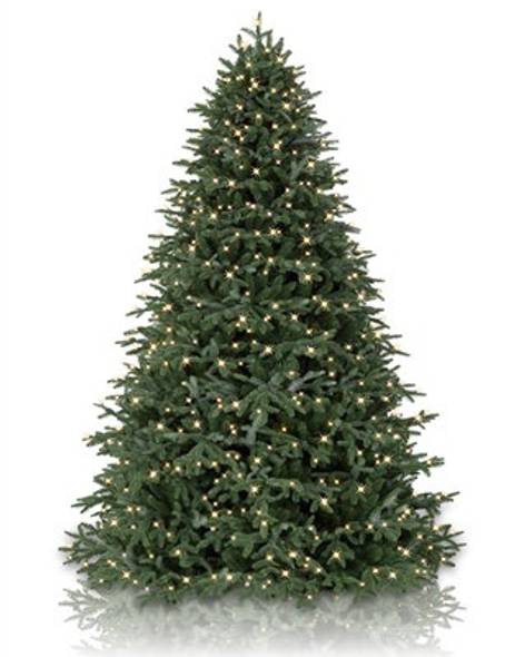 BH Fraser Fir Main