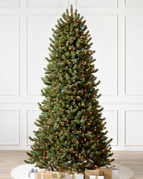 Vermont White Spruce Narrow- child-1