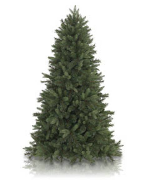 Swiss Mountain Pine Main Image