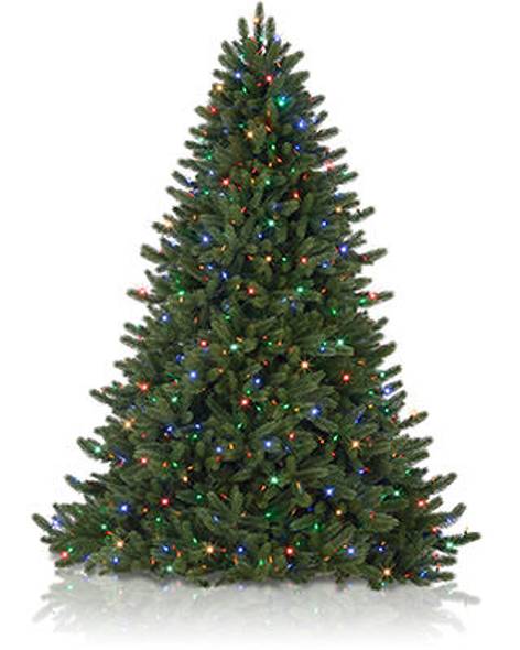 Vermont White Spruce Tree
Main Image