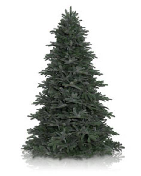 Nordmann Fir Tree Main Image