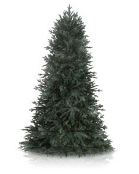 Norway Spruce Main Image
