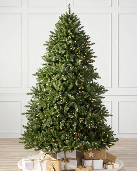 Vancouver Spruce Main