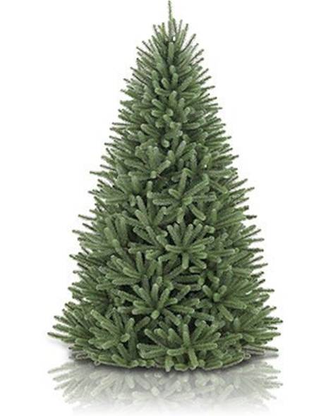 Royal Blue Spruce Main Image