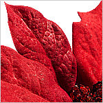 Outdoor LED Poinsettia Topiary PDP Foliage