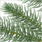 Park Avenue Corner Tree PDP Foliage