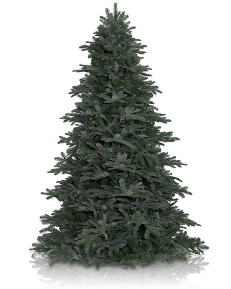 Nordmann Fir Tree Main Image