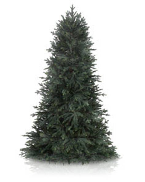 Norway Spruce Main Image