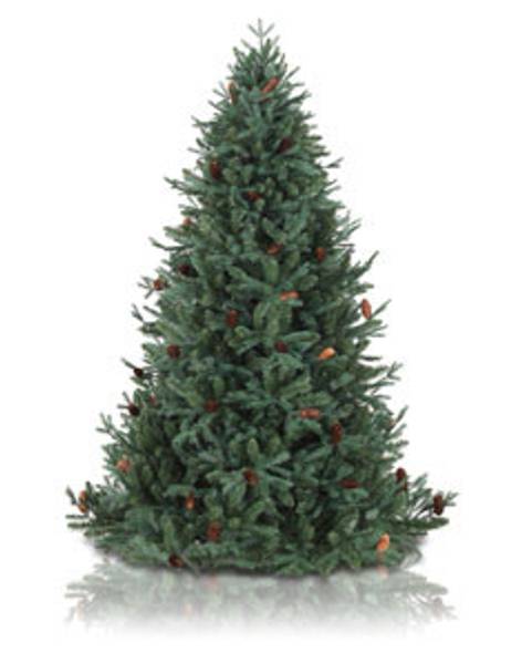 St. Moritz Spruce Main Image