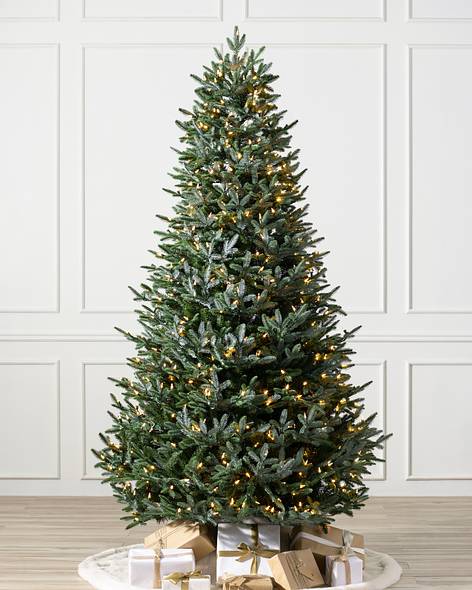 European Silver Fir Main