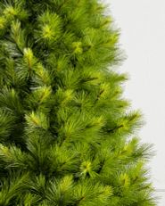 close-up of Christmas tree pine needles