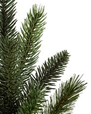 close-up shot of Balsam Hill Saratoga Spruce branch