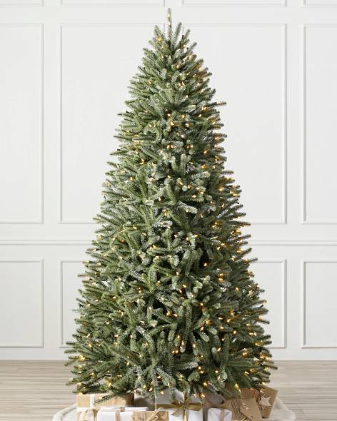 Royal Blue Spruce Main