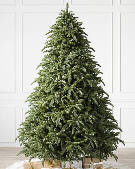Noble Fir Main Image