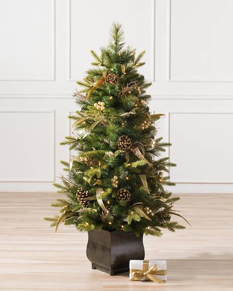 Coloma Golden Pine Potted Tree-Main