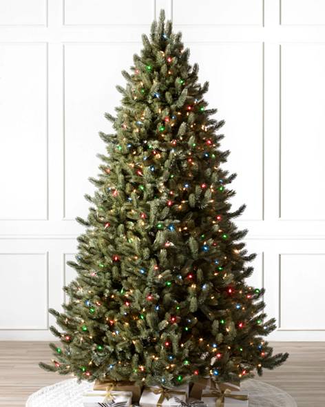 Vermont White Spruce Tree- child-1