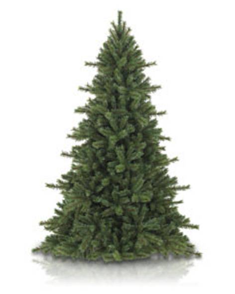 Norwegian Grand Fir Main Image