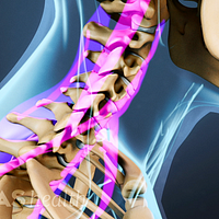 Profile of the neck and skull highlighting the tendons in the cervical muscles.