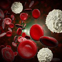 Microscopic view of red and white blood cells.