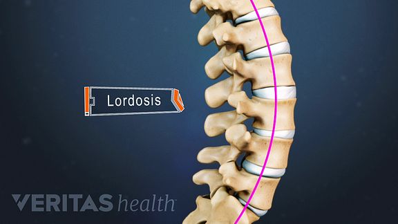 The lumbar spine has an inward curve known as lordosis.