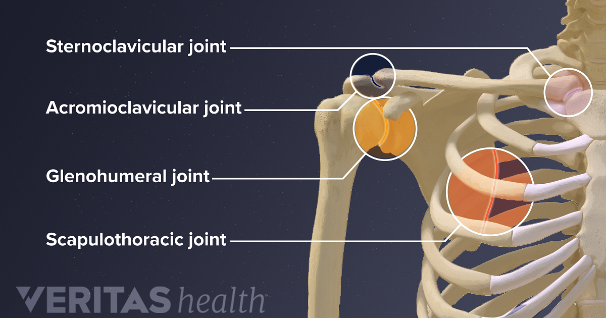 sternoclavicular joint