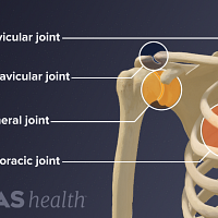 Anterior view of the shoulder joint labeling the sternoclavicular, acromioclavicular, glenohumeral, and scapulothoracic joints.