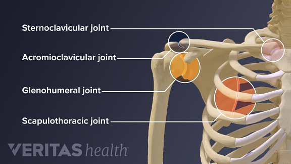 Guide to Shoulder Anatomy